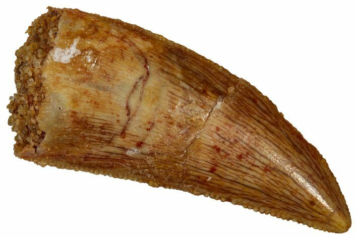 Serrated Raptor Tooth - Real Dinosaur Tooth #353371